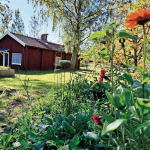 Sjökulla-päivä torpalla 17.5.