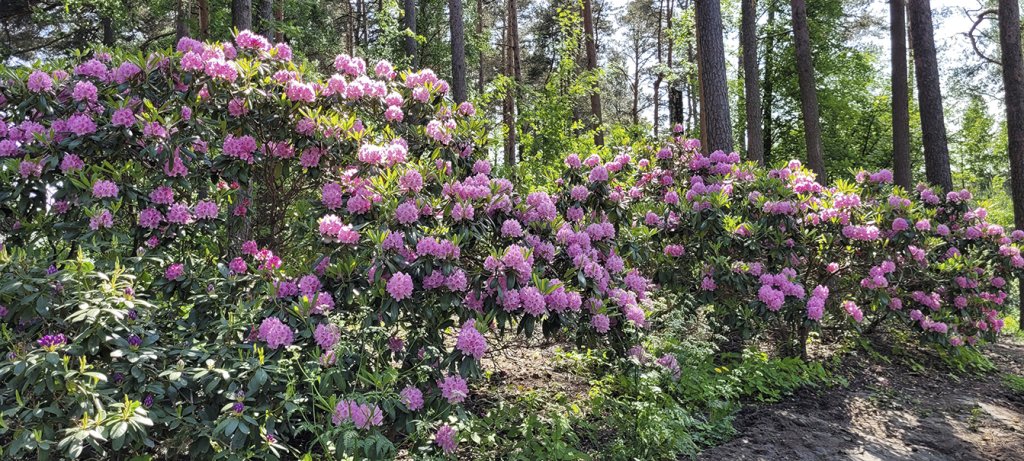 Uskolliset alppiruusut Kangaslammella. Kaunista on huolimatta puiston korjaustöistä! Kuva: Tuija Mod