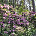 Kukkaloistoa Kangaslammella