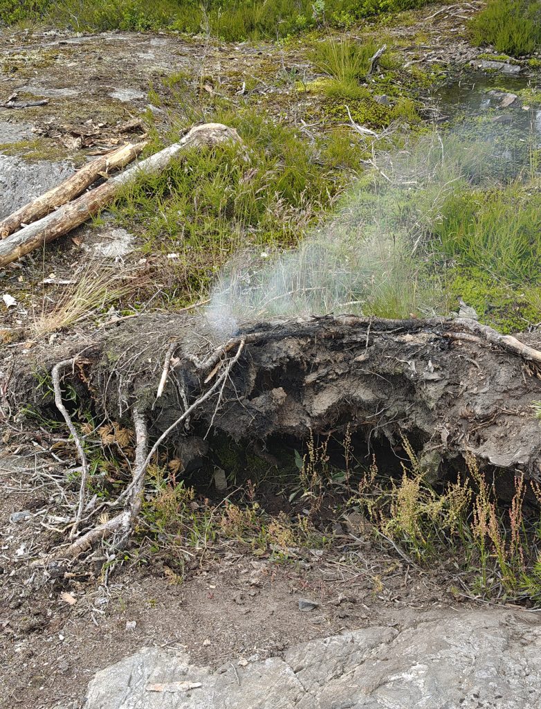Palo kyti juurakossa.