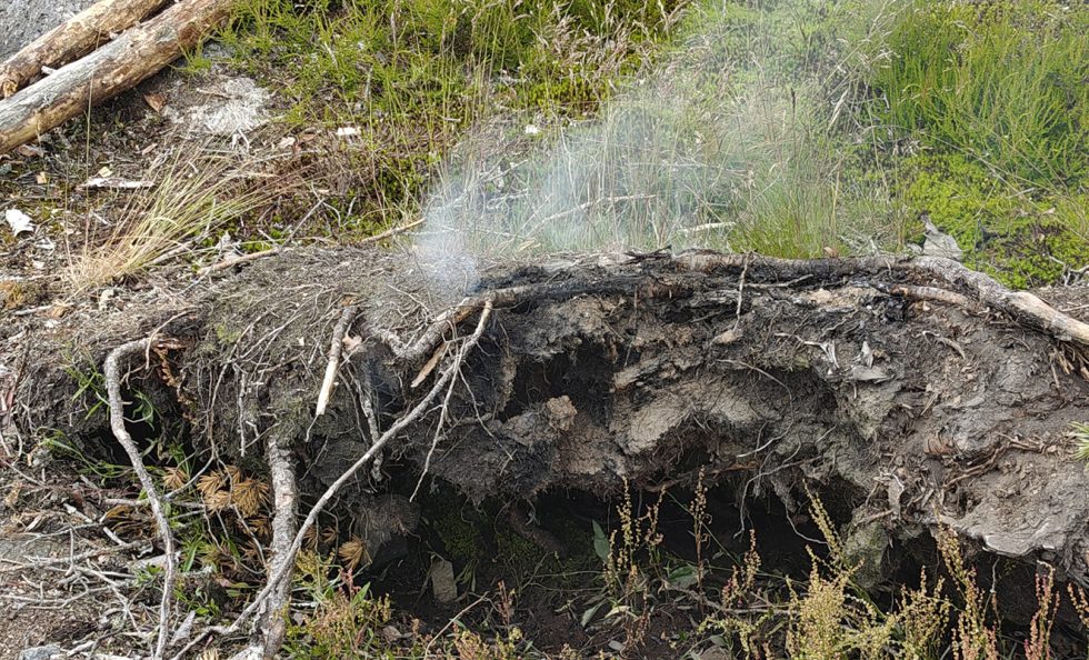 Palo kyti juurakossa.