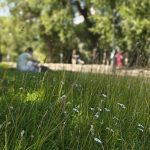 Yhä useampi nurmikko saa kukkia rauhassa myös Vuosaaressa
