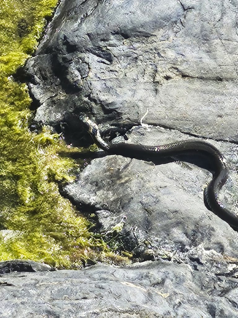 Rantakäärme viihtyy Vuosaaren Nuottaniemessä. Kalliorannalla tehtiin rauhallinen, mutta kiinnostava havainto – rantakäärme (Natrix natrix) nautiskeli auringosta sileällä rantakalliolla. Mustanharmaa, hoikka käärme kiemurteli sammalen ja veden rajassa, missä se sulautui lähes huomaamattomasti ympäristöönsä.
Rantakäärme on Suomessa rauhoitettu ja täysin vaaraton käärmelaji. Rantakäärmeen tunnistaa usein niskassa olevista vaaleista, kellertävistä laikuista, vaikka ne eivät kaikissa yksilöissä ole selvästi näkyvissä.                                                           Terveisin: Kari Saukkonen
