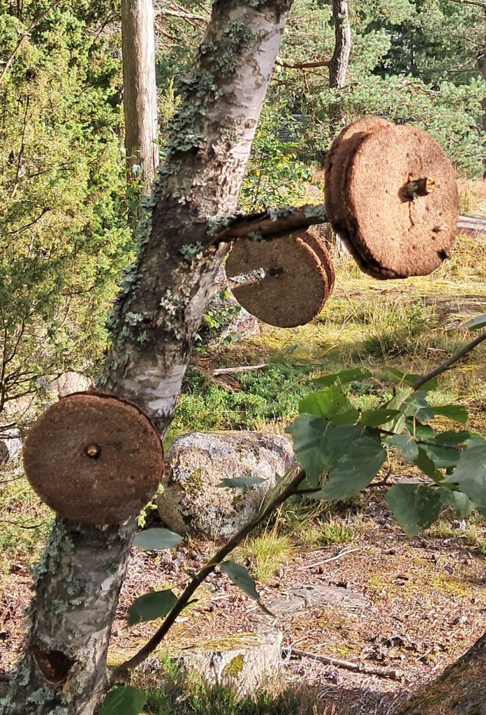 Jos metsään haluat mennä nyt, niin takuulla yllätyt! Ainakin Mustavuoressa, jossa kohtasin kummallisen näyn: yhdessä puussa roikkui reikäleipiä ja toisessa paahtoleipiä. Kummallisia leipäpuita, apinoita ei sentään näkynyt! Osaako kukaan sanoa, mistä tässä oli kyse?                 Terveisin, Hämmästynyt sienestäjä