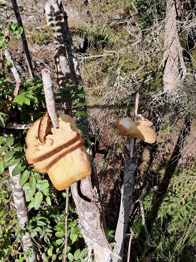 Toiseen puuhun oli ripustettu paahtoleivän viipaleita, toiseen reikäleipiä.