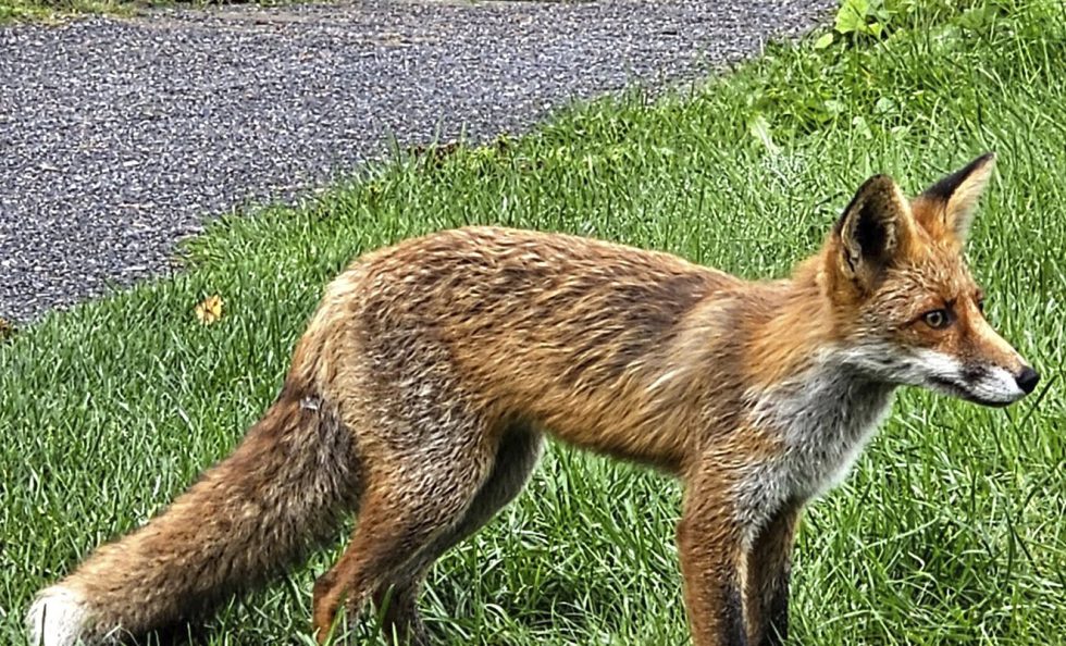 Kettu käyskenteli Vuosaaren golfkentällä syyskuussa 2025. Kuva: Pekka Löfman