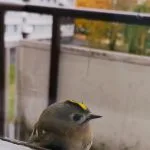 Hippiäinen sadetta suojassa