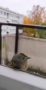 Hippiäinen sateensuojassa Neitsytsaarentiellä. Kuva: Venla Honkanen