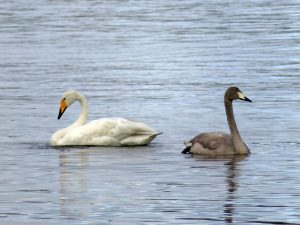 Vanhempi ja kohta aikuinen laulujoutsen Kallahdenniemessä 9.10. Kuva: Moshe Finel