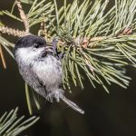 Hömötiainen Uutelassa