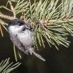 Hömötiainen Uutelassa