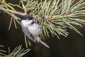 Hömötiainen Uutelassa 28.9. Kuva: Lempi Leinonen