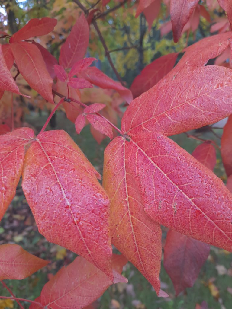 Upeat syysvärit. Kuva: Silja Jokinen, Aurinkolahti