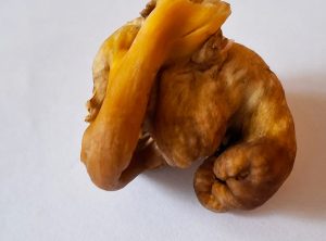 Merkillisen muotoinen suppilovahvero on yrittänyt puskea sammaleen alta. Kuva: Ensio Häkkinen