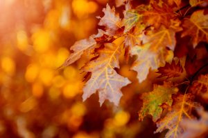 Kuva: Adobe Stock