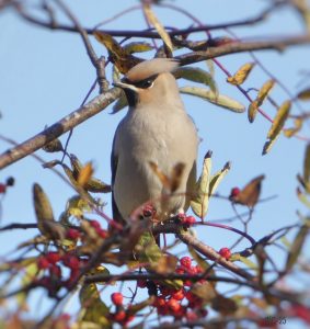 Aurinkolahdessa tilhet marjassa 17.10. Kuva: Katri Lehtonen