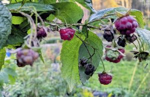 18.10. kasvimaalla Fallpakassa vadelmat kypsiä ja ilma pari astetta pakkasella. Kuva: Matti Pöhö