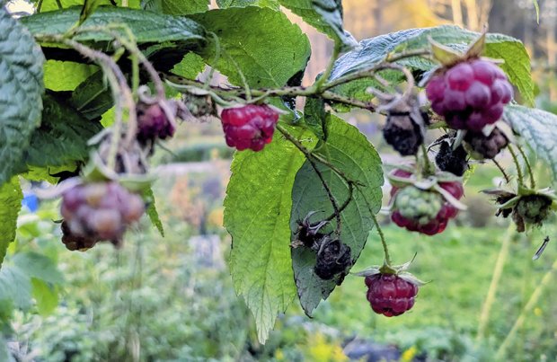 18.10. kasvimaalla Fallpakassa vadelmat kypsiä ja ilma pari astetta pakkasella. Kuva: Matti Pöhö