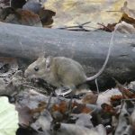 Metsähiiri Uutelassa