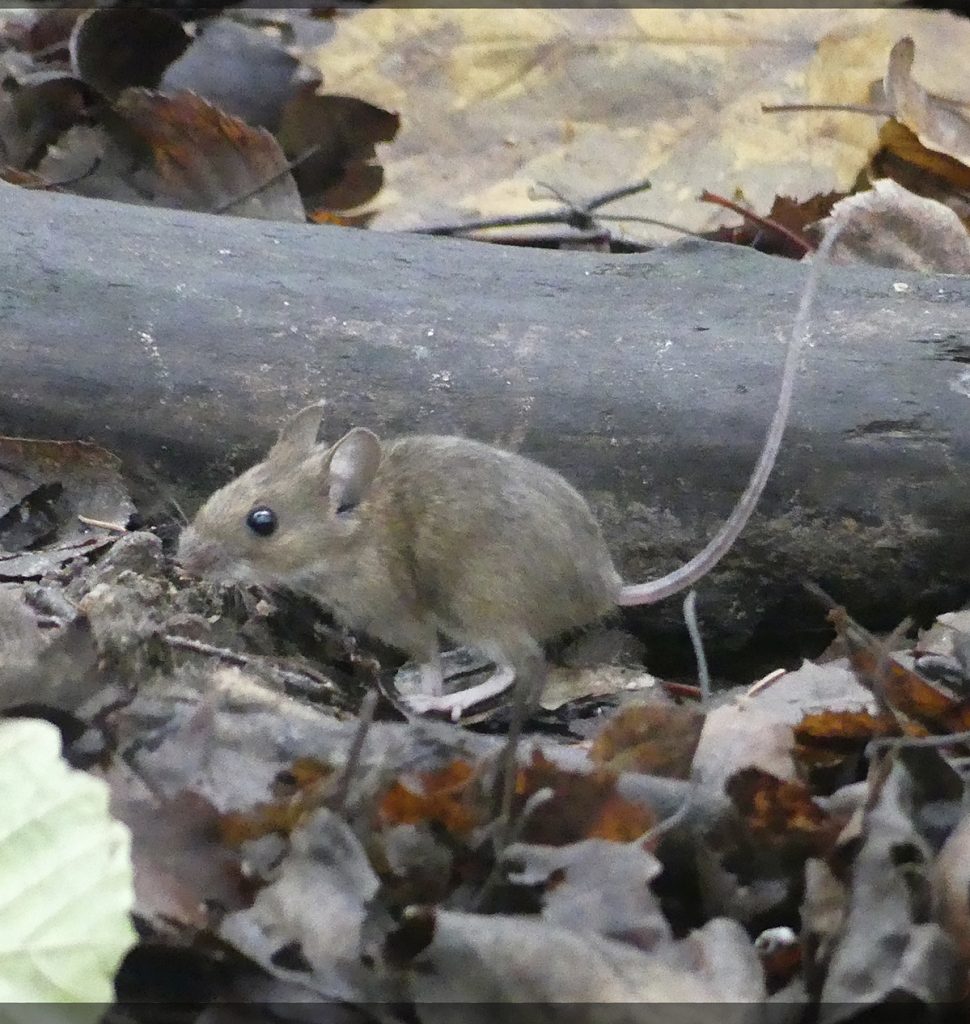 Hellyttävä metsähiiri Uutelassa.       Kuva: Katri Lehtonen