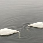 Joutsenet aamupalalla