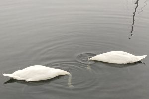 Kaunis joutsenpari herätti laajaa huomiota Kalkkihiekantorin paikkeilla aamupalalla marraskuun aamussa. Kuva: Martta Massa