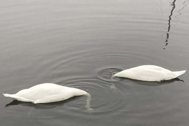 Kaunis joutsenpari herätti laajaa huomiota Kalkkihiekantorin paikkeilla aamupalalla marraskuun aamussa.            Kuva: Martta Massa