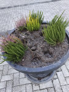 Kyllä vetää mielen matalaksi! Kaupunki toi meille merirastilalaisille kauniit kukkaistutukset tulevan talven iloksi. Nyt niistä ruukuista on varastettu jo 23 kpl, kohta varmaan loputkin punaiset lähtee. Mietin vaan, kuinka joku pystyy niistä nyt siellä omalla parvekkeellaan iloitsemaan, sitä ei voi tajuta. Ihmettelee Tuire Mäkelä