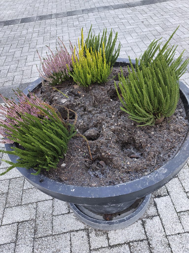 Kyllä vetää mielen matalaksi! Kaupunki toi meille merirastilalaisille kauniit kukkaistutukset tulevan talven iloksi. Nyt niistä ruukuista on varastettu jo 23 kpl, kohta varmaan loputkin punaiset lähtee. Mietin vaan, kuinka joku pystyy niistä nyt siellä omalla parvekkeellaan iloitsemaan, sitä ei voi tajuta.           Ihmettelee Tuire Mäkelä