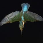 Markus Varesvuon Linnun lailla -20-vuotisjuhlanäyttely Ars Longassa