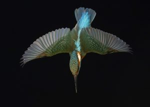 Kuningaskalastajan syöksy. Kuva: Markus Varesvuo