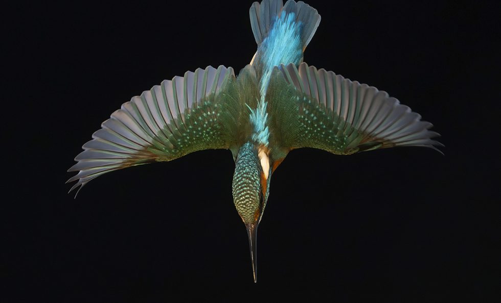 Kuningaskalastajan syöksy. Kuva: Markus Varesvuo