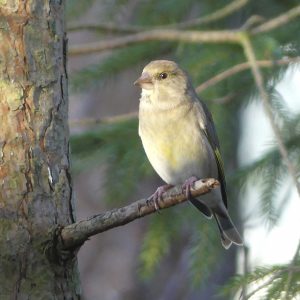 Viherpeippoja 14.11. Aurinkolahdessa. Kuva: Katri Lehtonen