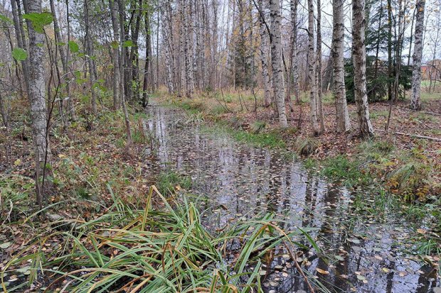 Broändanpuro virtaa Mustavuoren–Porvarinlahden länsiosassa.                   Kuva: Hanna Seitapuro
