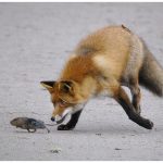 Kettu saalistuspuuhissa frisbeegolfradalla