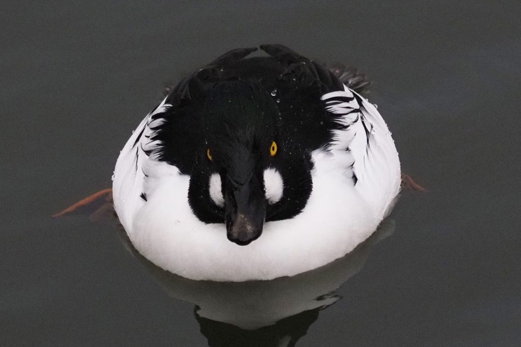 Herra telkkä etsimässä ruokaa 2.12.2025 Vuosaaressa.            Kuva: Jamila Awadh
