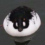 Telkkä ruokaa etsimässä