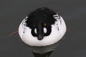 Herra telkkä etsimässä ruokaa 2.12.2025 Vuosaaressa. Kuva: Jamila Awadh