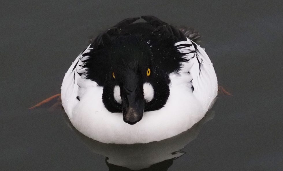 Herra telkkä etsimässä ruokaa 2.12.2025 Vuosaaressa. Kuva: Jamila Awadh