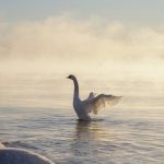 Joutsenet merisavussa