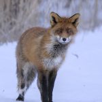 Kettu Mustavuoren lähellä