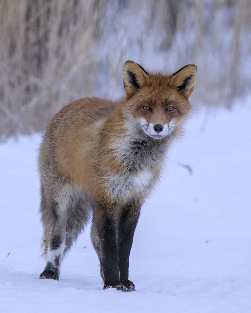 Utelias kettu Mustavuoren liepeillä.          Kuva: Jouni Kärppä