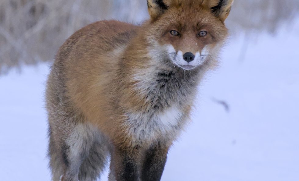 Utelias kettu Mustavuoren liepeillä. Kuva: Jouni Kärppä