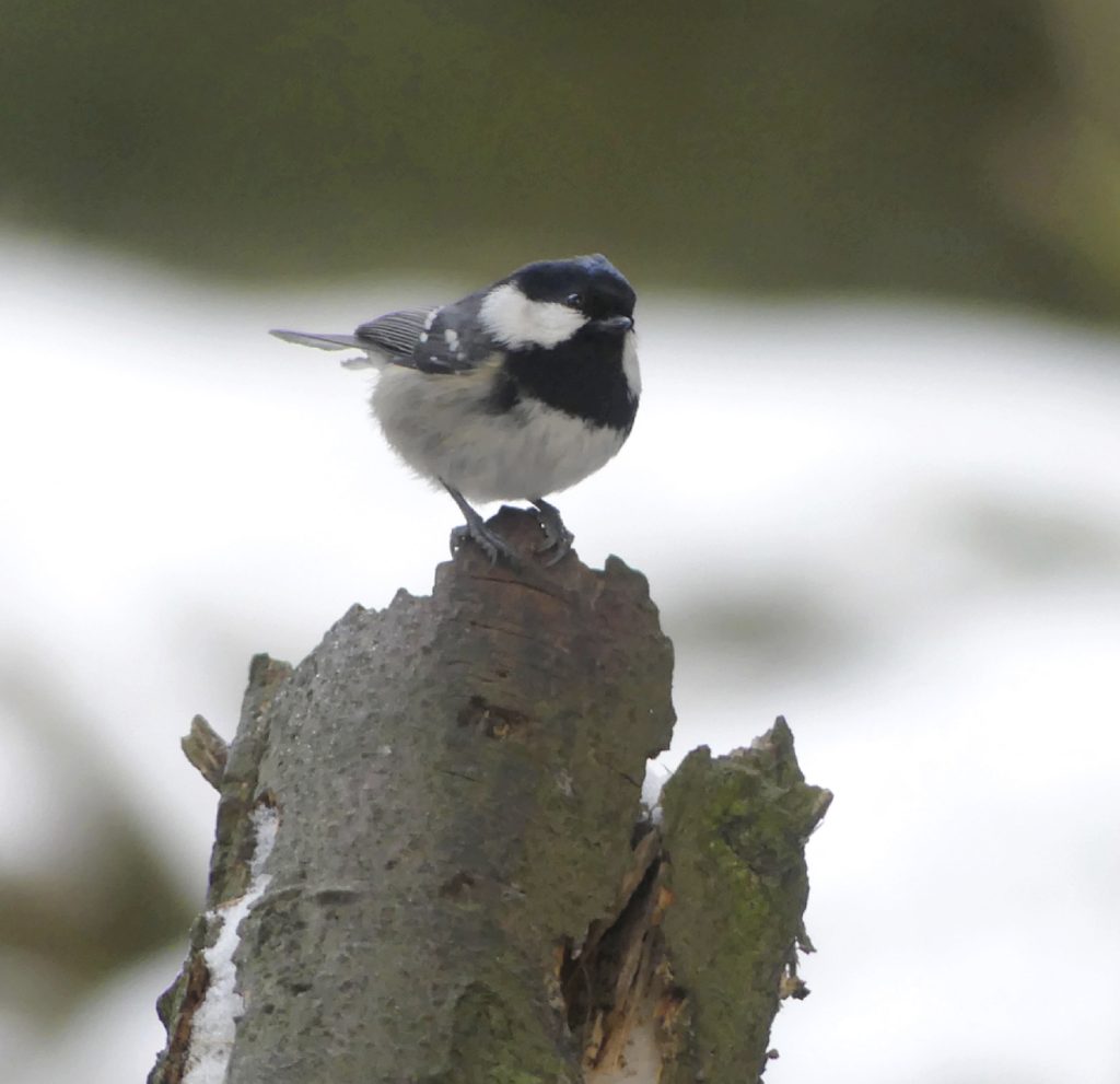 1.1.2026 kuusitiainen Uutelassa.         Kuva: Katri Lehtonen