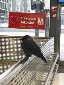 Naakka Rastilan metroasemalla 12.1.2026. Kuva: Merja Rastas