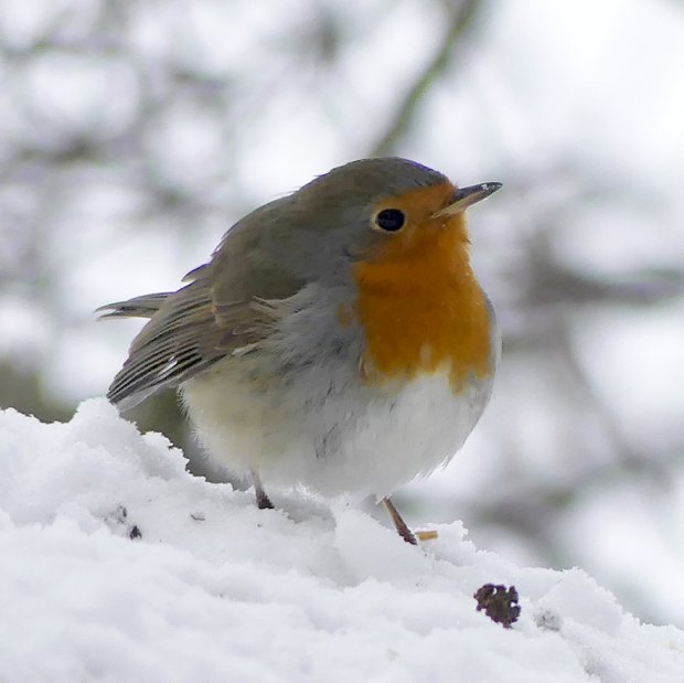Pikkuinen punarinta värjötteli vielä Uutelassa pakkasella 12.1. 		        Kuva: Katri Lehtonen