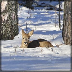Metsäkauris Uutelassa 20.2. Kuva: Katri Lehtonen