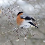 Päivän väripilkku