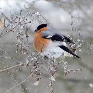 28.1. Aurinkolahdessa talvipäivään väriä toi herra punatulkku. Kuva: Katri Lehtonen