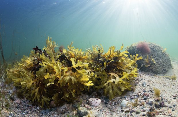 Rakkohauru on yksi Itämeren avainlajeista, ja sillä on iso vaikutus koko ekosysteemiin. Kuva: John Nurmisen Säätiö / Pekka Tuuri